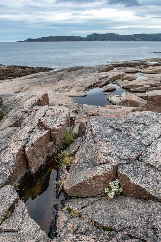Ромашки спрятались фото превью