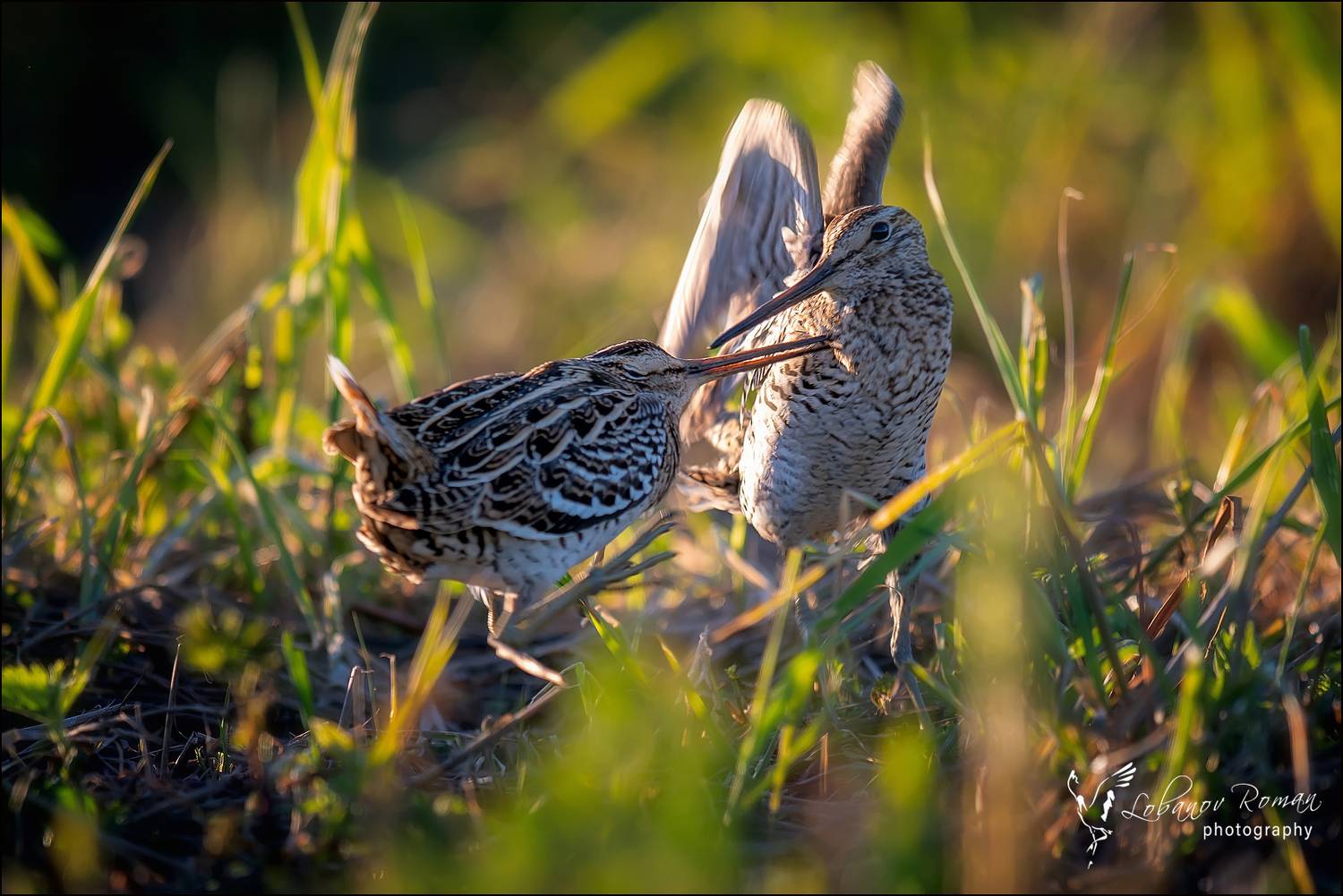 , Лобанов Роман