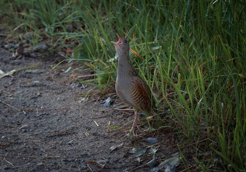 Скрытный фото превью