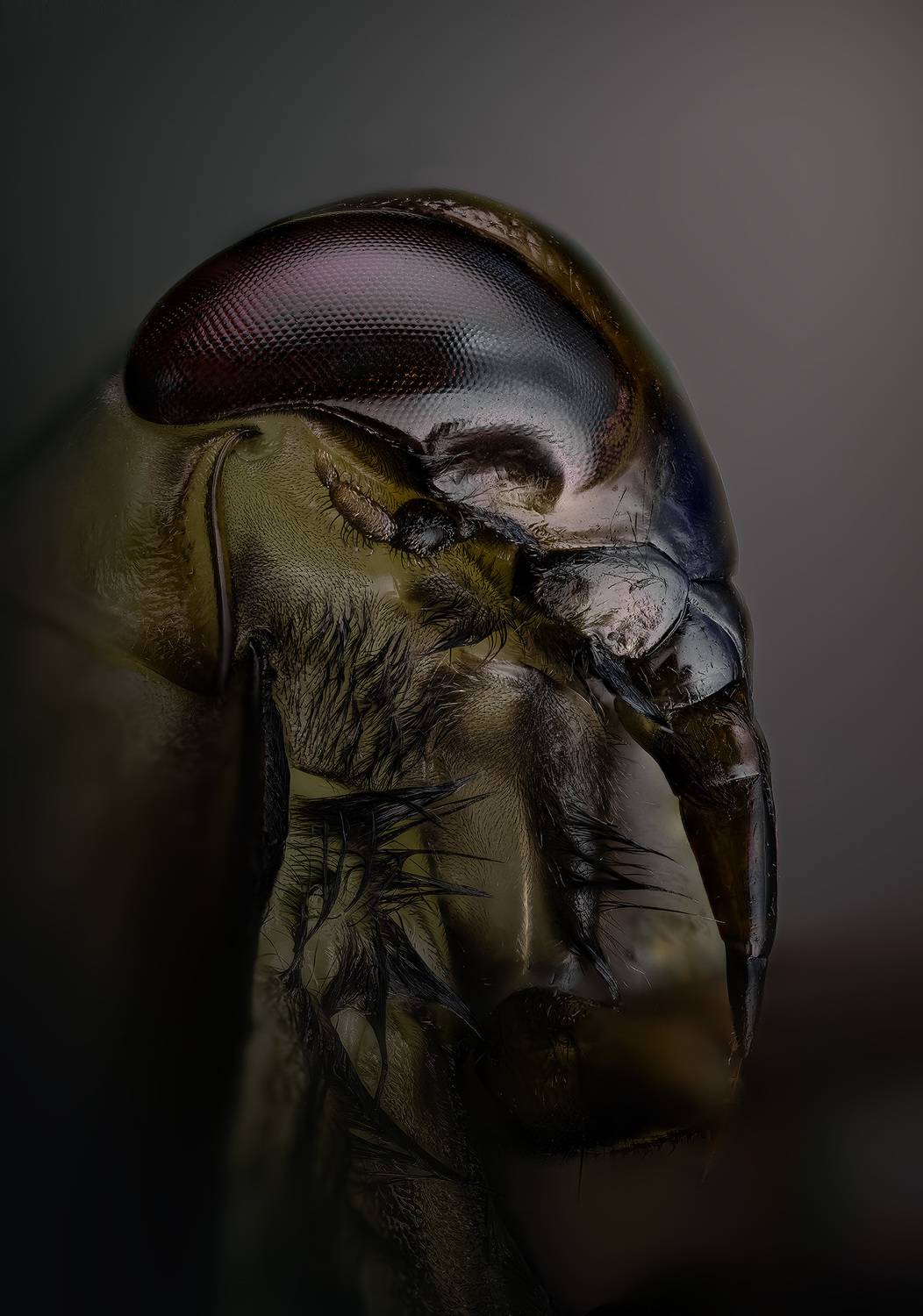 notonecta, glauca, Kavaliauskas Eugenijus