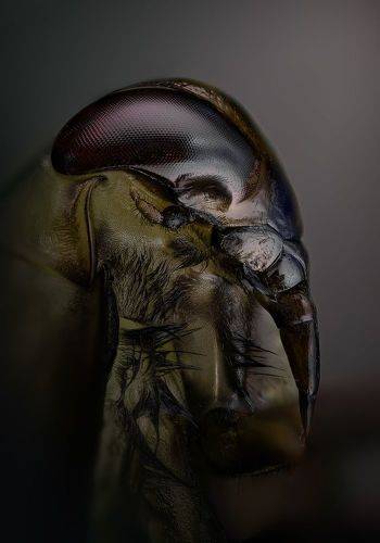 Гладыш обыкновенный