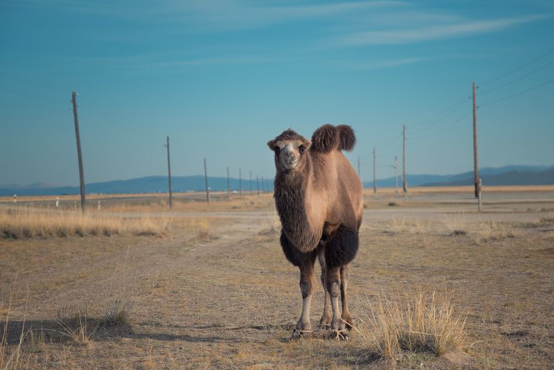 Встреча в пути фото превью