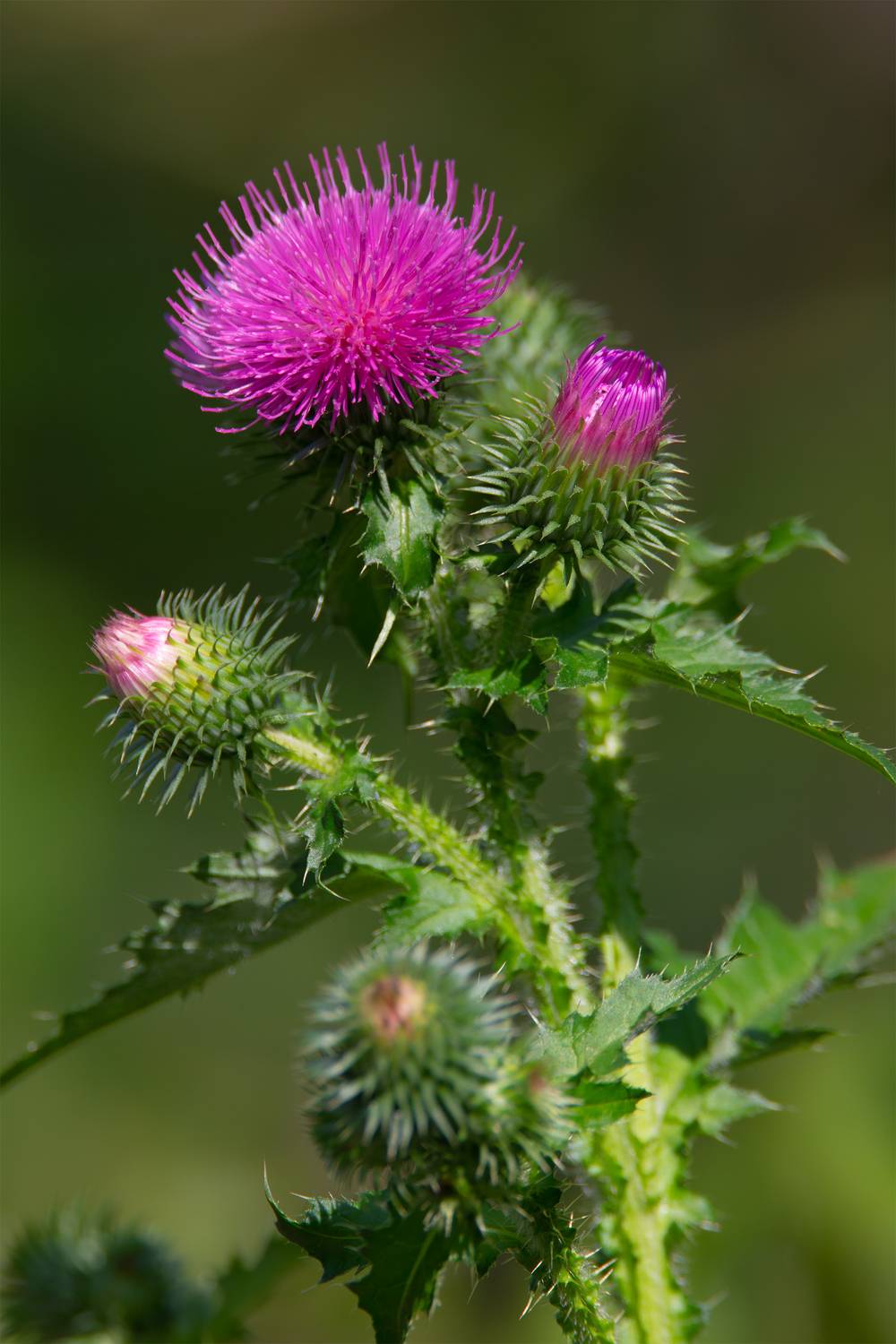 , Чудинин Дмитрий