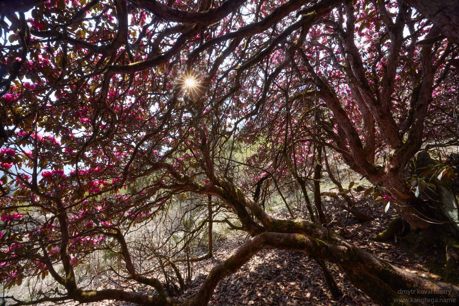 , Коваль Дмитр