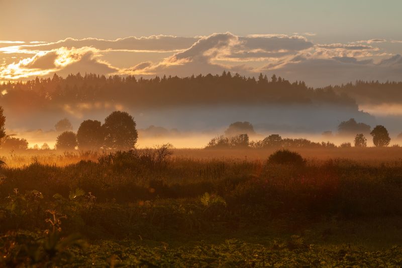вечер, туман, закат, поле, трава, куст, облако, свет Обволакивание фото превью