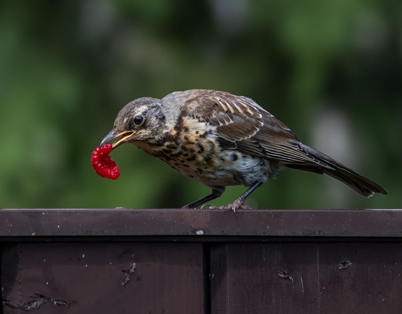 Любитель малинки фото превью