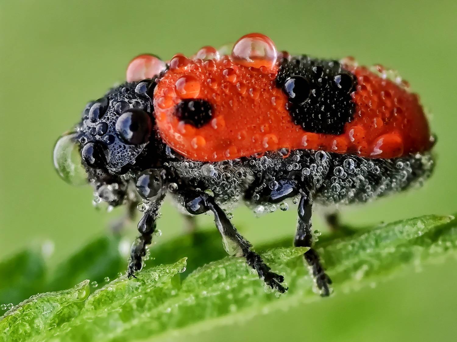 , Кузнецов Дмитрий