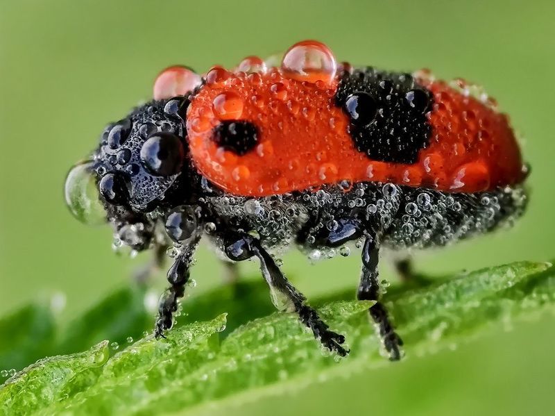 Листоед-клитра Clytra laeviuscula в росе фото превью