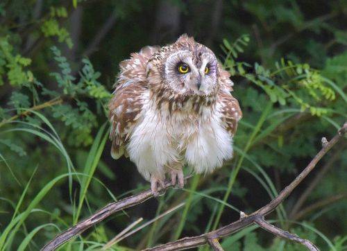 Колобок из перьев