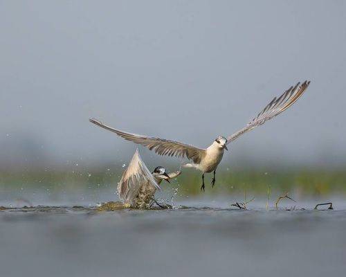 Moment of Mastery: Whiskered Terns at the Precipice of Success