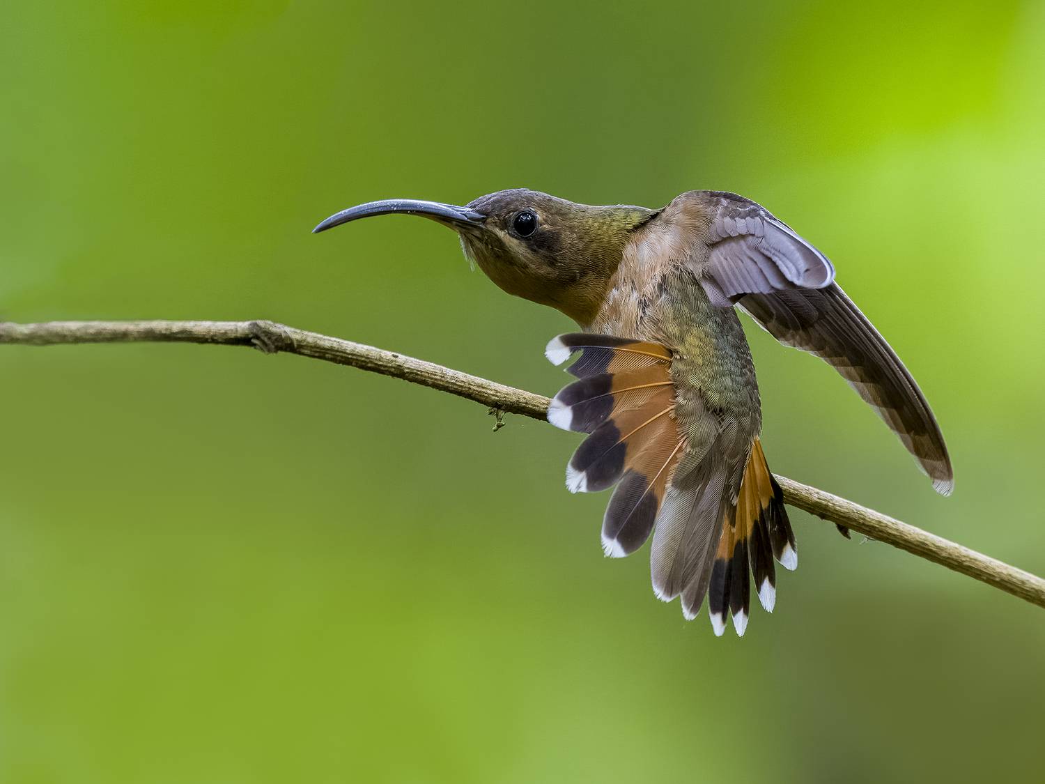 , Burgalin Sequeira Fernando