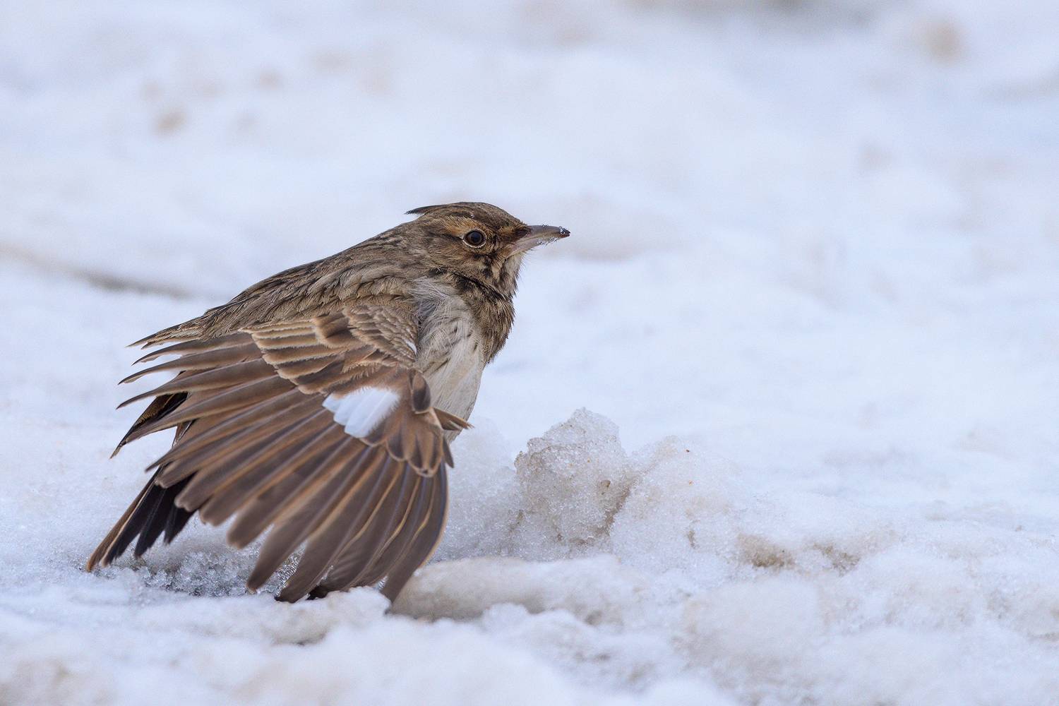 #жаворонок, Александр Добыш