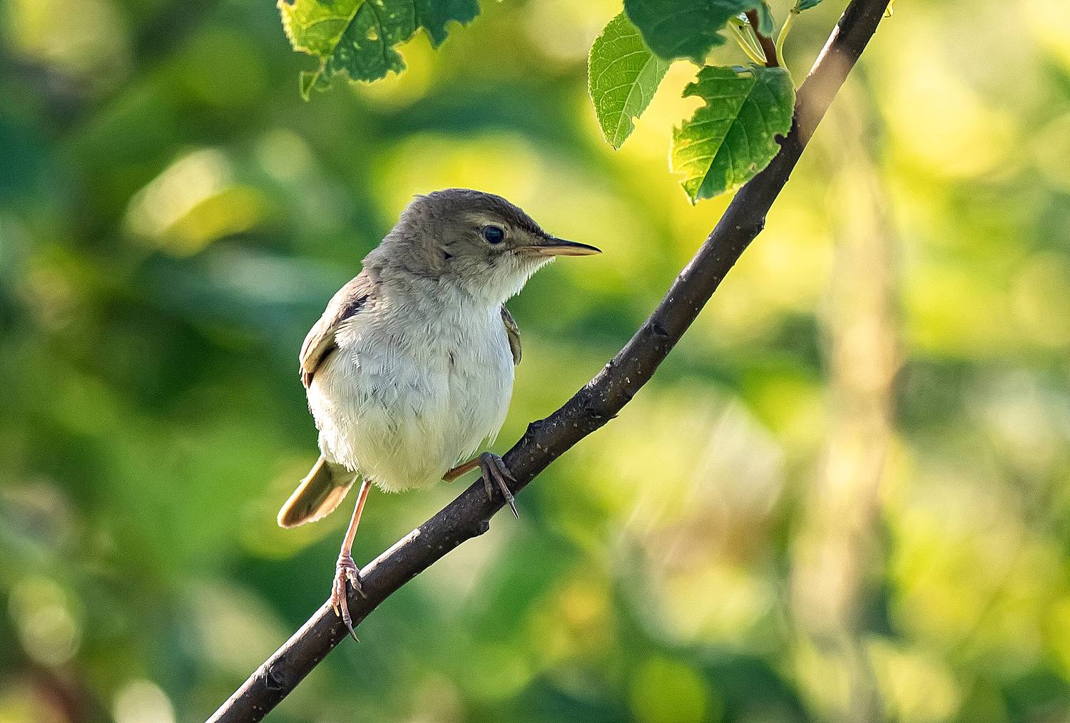 птицы, камышовка, лето, заливной луг, Широких Александр