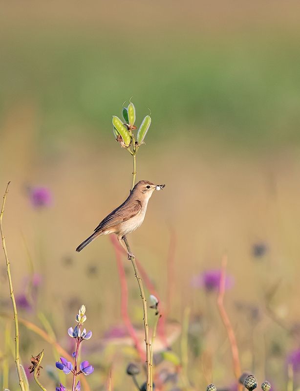 северная бормотушка, птицы, люпины Северная бормотушка фото превью