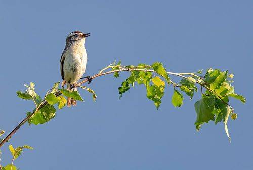 Луговой чекан