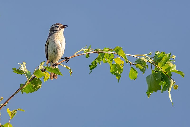 луговой чекан, птицы, заливной луг, лето Луговой чекан фото превью