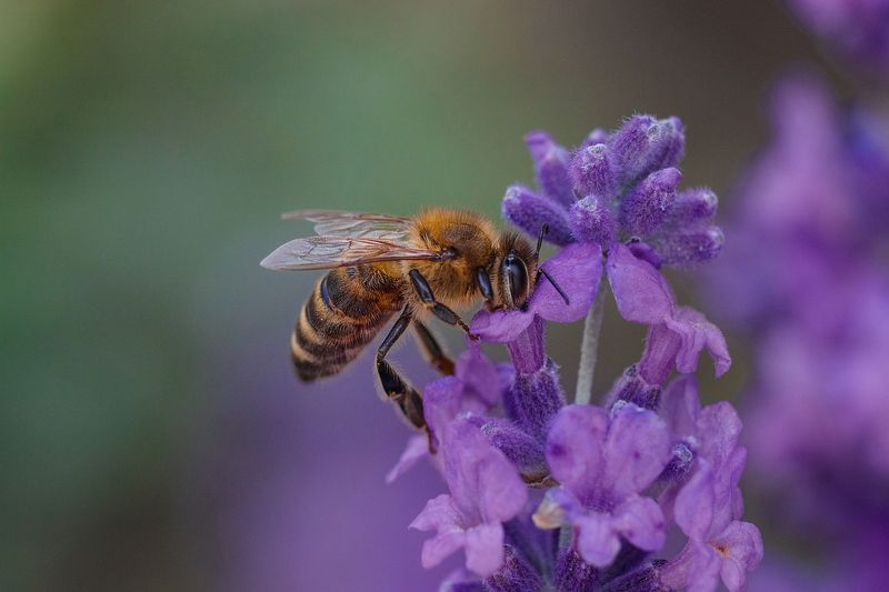 Пчелка фото превью