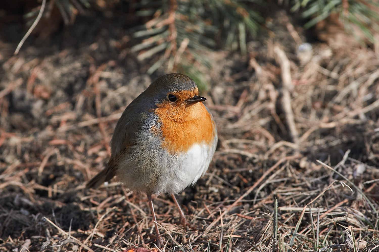 bird, birds, birdswatching, volgograd, russia, wildlife, , Павел Сторчилов