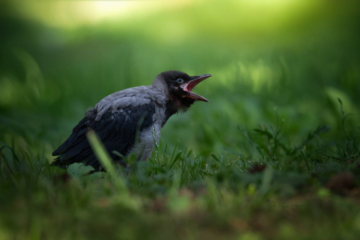 природа, лес, поля, огороды, животные, птицы, макро, Посевич Дмитрий
