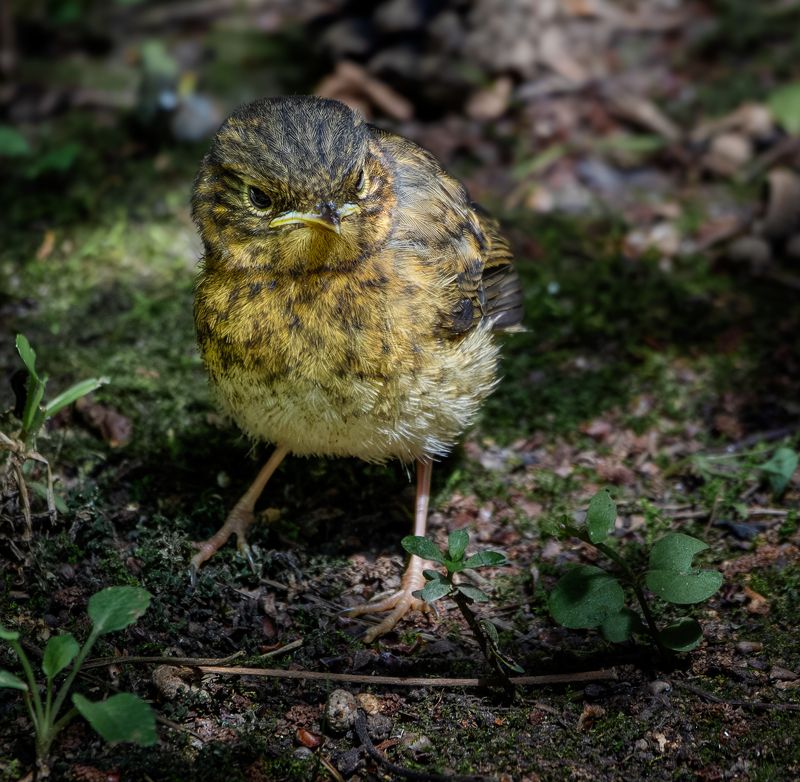 Этюды с птенцом зарянки (малиновки) фото превью