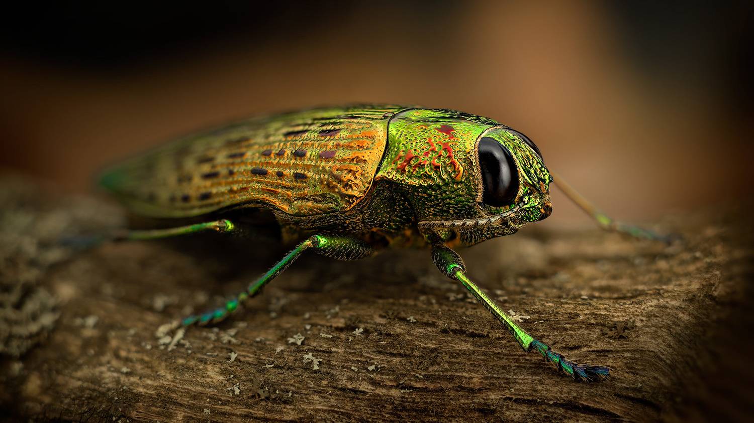 psiloptera, reichei, Kavaliauskas Eugenijus
