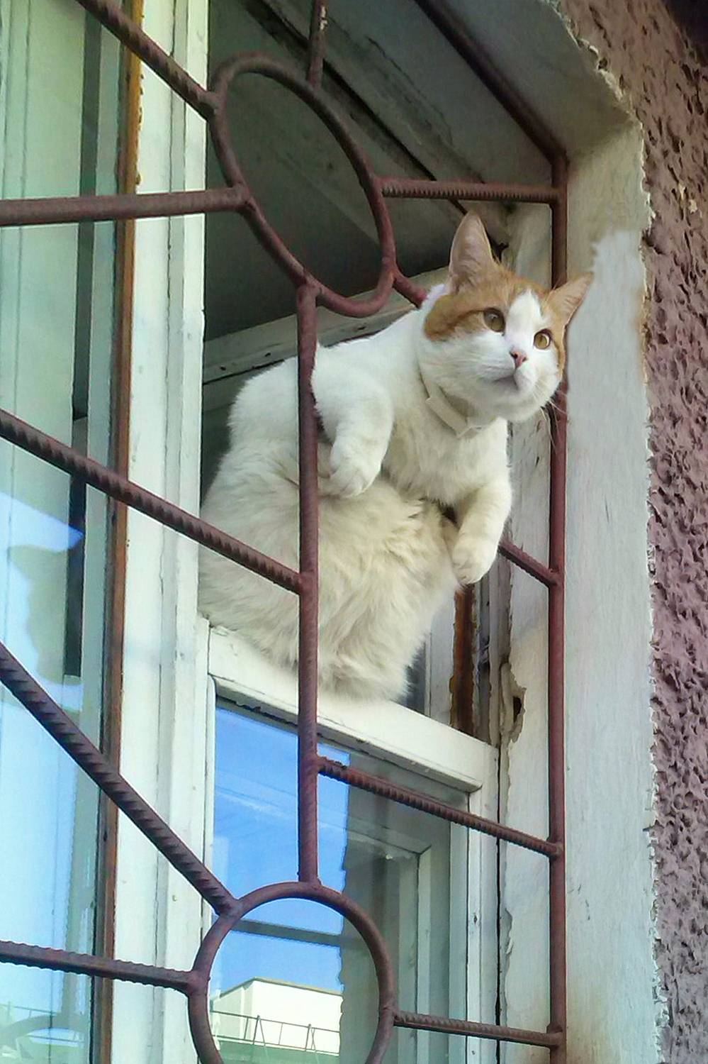кот, окно, витебск, решетка, Виктор Гурков