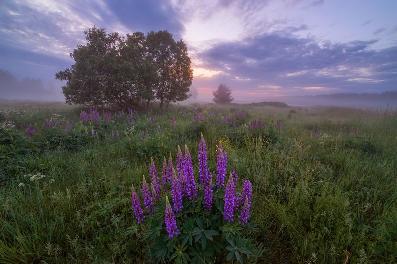 про синий туман и белые ночи фото превью