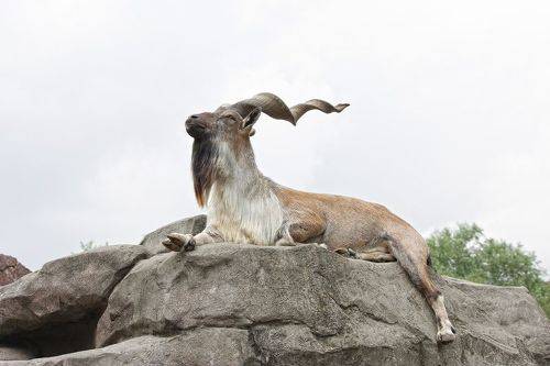 Винторогий козёл (Capra falconeri).