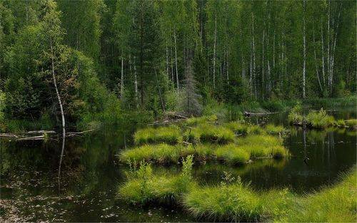 Лесное озеро