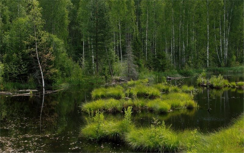 лесное озеро, берёзы, утро, кочки, болотина, стволы, лето, зелень Лесное озеро фото превью