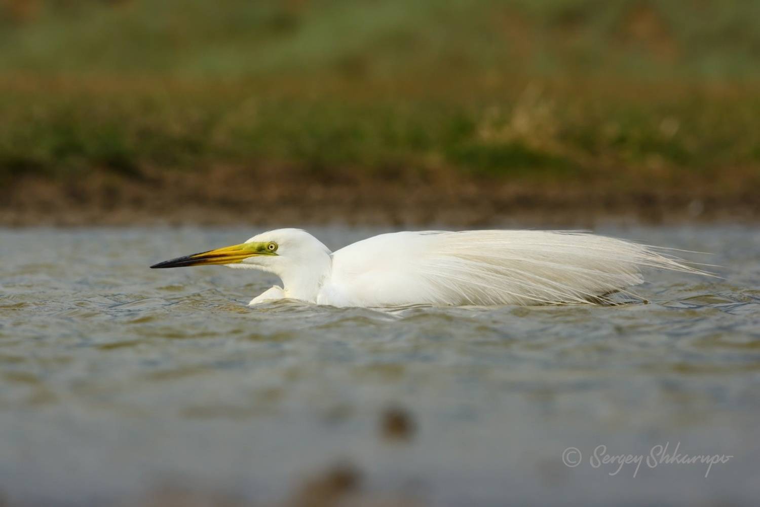 Большая белая цапля, птицы, птицы Крыма, Сергей Шкарупо