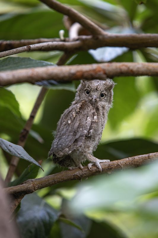 owl, scops, nature, love nature, birds, Scops owl фото превью