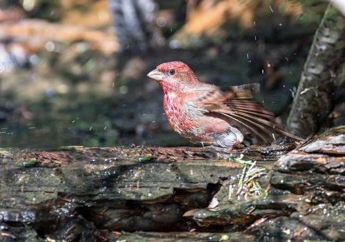 Чечевица - красный воробей.