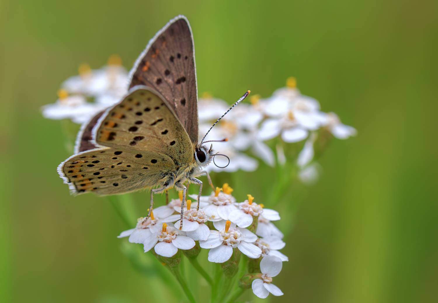 насекомые, бабочка, голубянка, червонец, бурый, лето, Борис Новиков