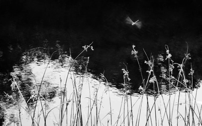 Графика лета фото превью