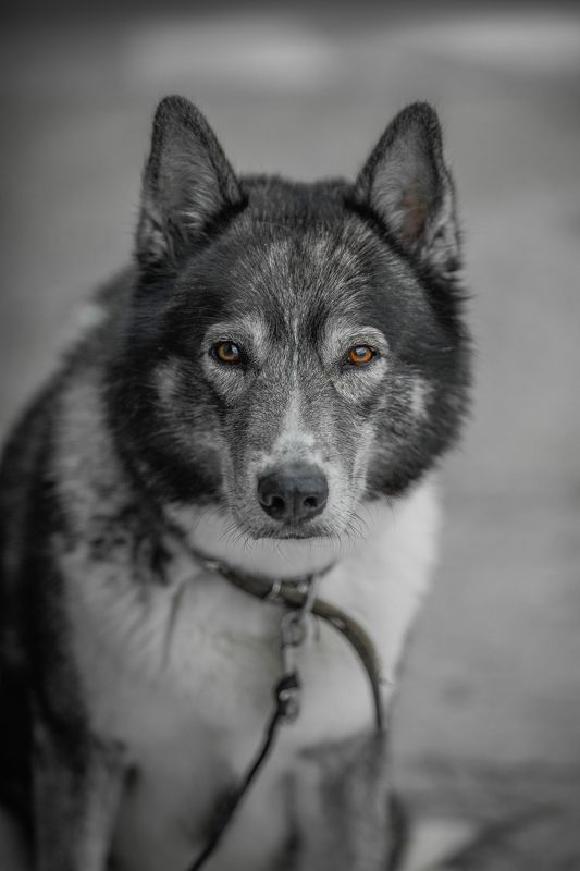 собака - Ты кто?.. Вкусняшки есть?... А если найду? фото превью