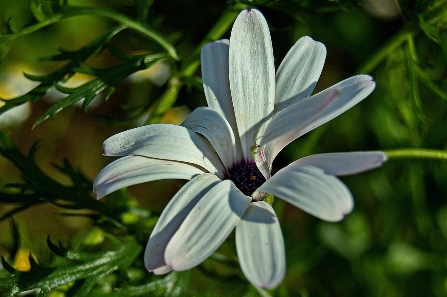 , Николаев Владимир