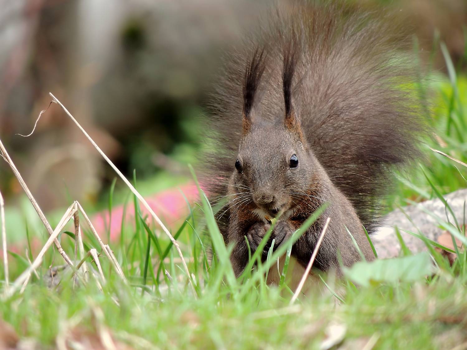 , Савоцкий Роман