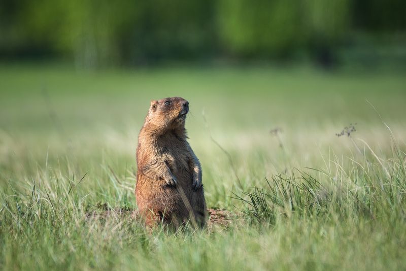 Сурок фото превью