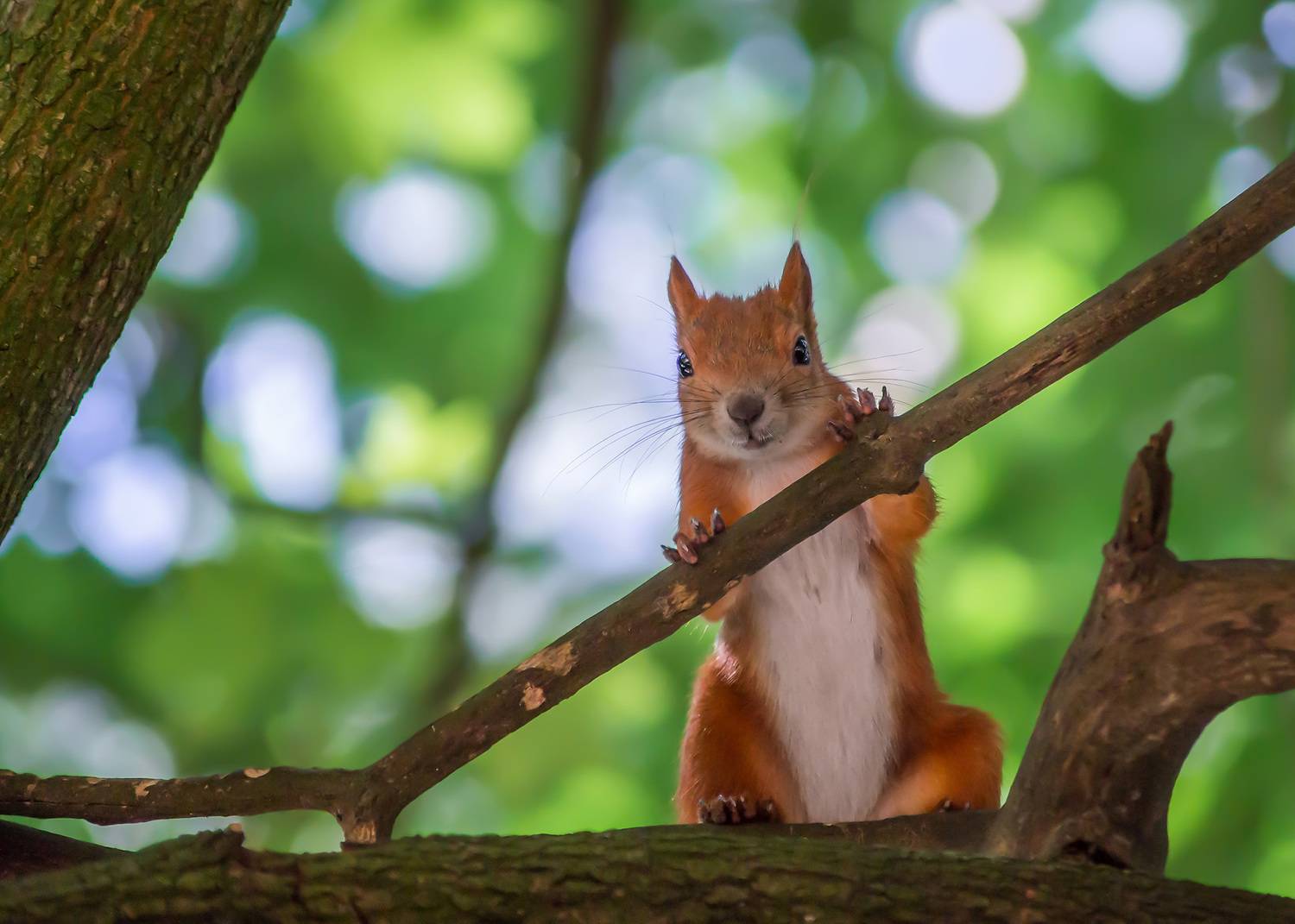 Парк, дерево, белка, Любопытство, Чепленко Алексей