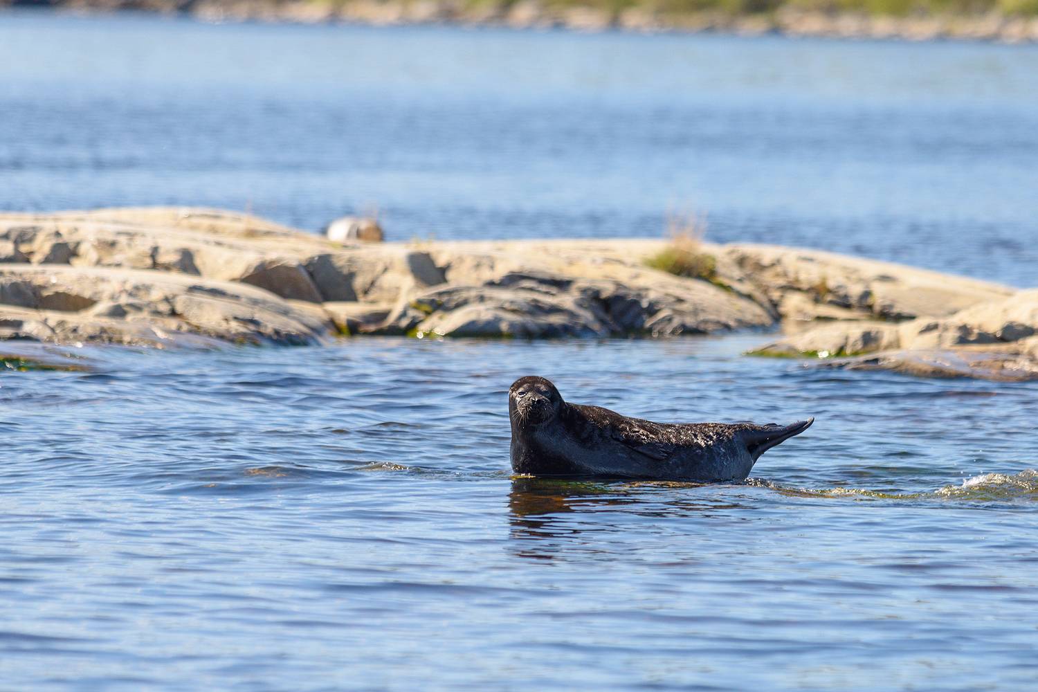 #нерпа, Александр Добыш