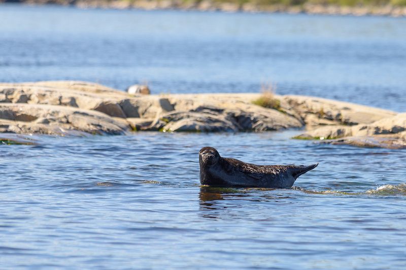 #нерпа Нерпа фото превью