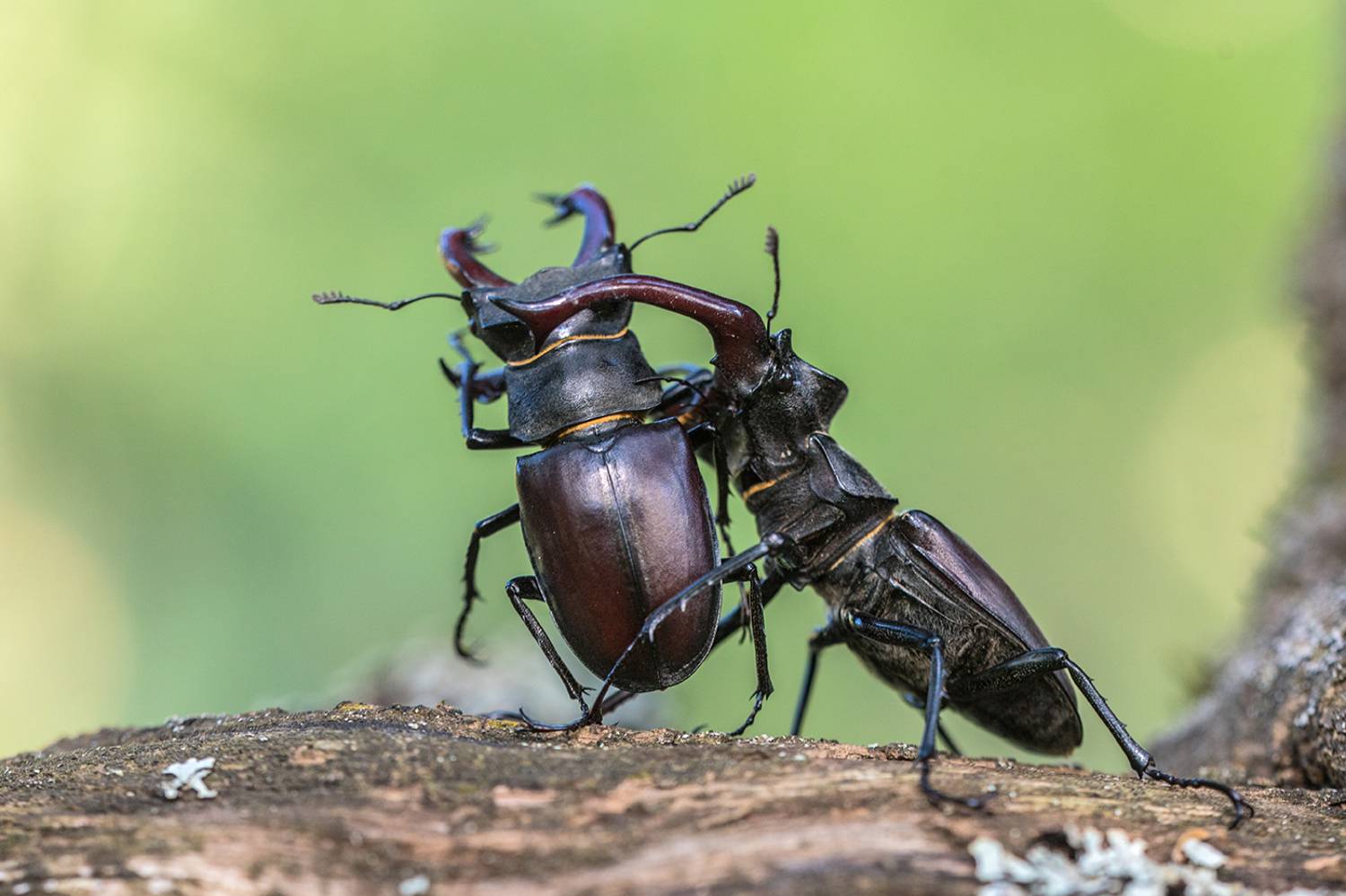 , Илья Михеев