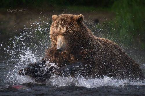 Сказ про то как нерка от медведя удрала.