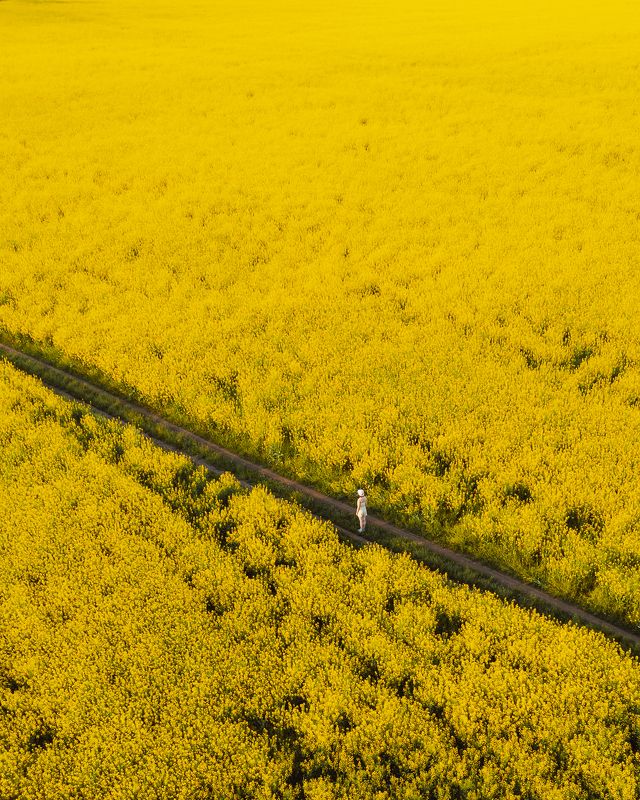 Рапс фото превью