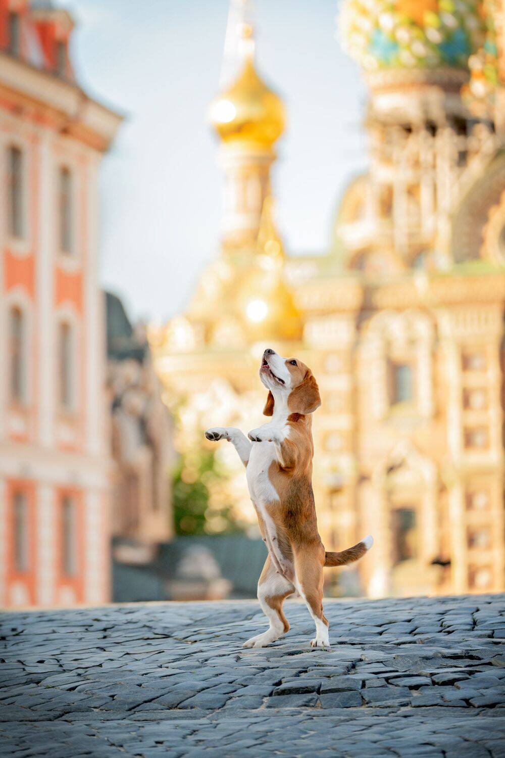 , Olga Shmeleva