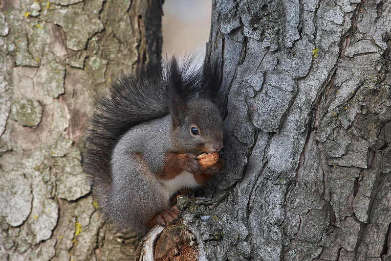 squirrel, volgograd, russia, wildlife,  # фото превью