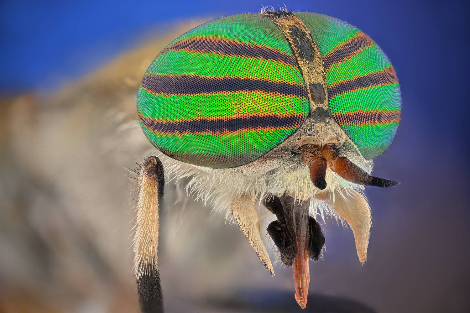 ceclii, macro, Цветан Ганев