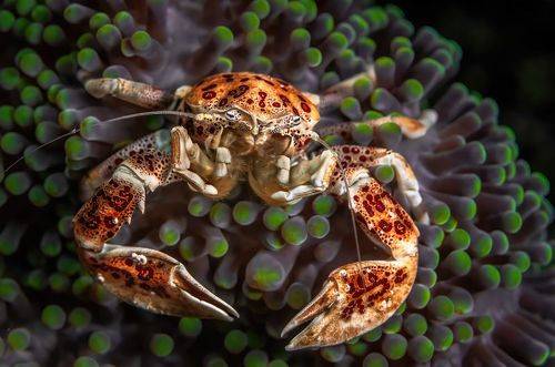 Фарфоровый крабик (Neopetrolisthes maculatus)