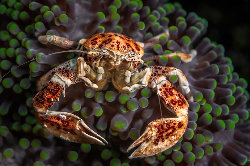 Фарфоровый крабик (Neopetrolisthes maculatus) фото превью